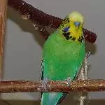Midori, der Grüne