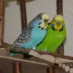 Nimué und Merlin