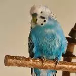 Blue nach dem Bad 