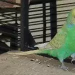 Niji in Pose 