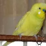 Lemon präsentiert sich 
