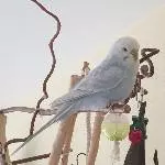 Pieper 