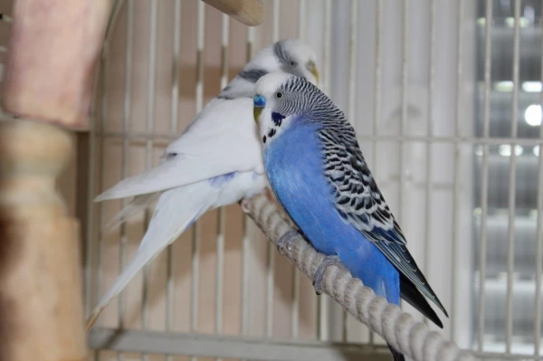 Wellensittich-Bild: Waren zwei Männchen