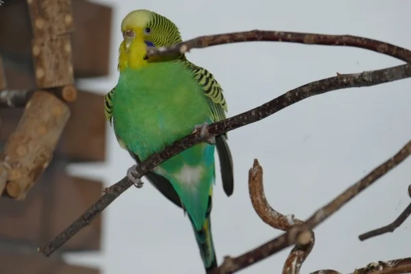 Wellensittich-Bild: Jetzt genug in der Wildnis gewesen, jetzt schön im Warmen.