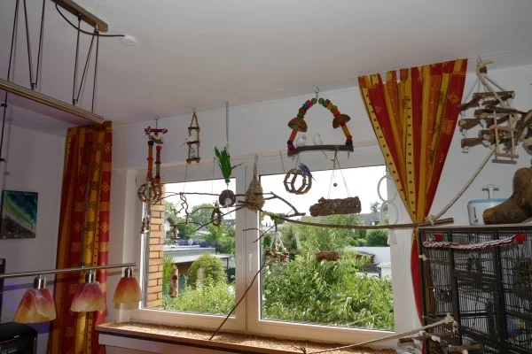 Wellensittich-Bild: Wohnzimmer Freiflug den gsnzen Tag