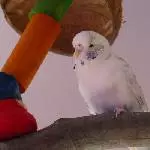 Manny hat alles im Blick