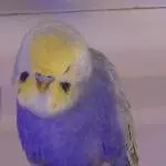 Balou ist müde