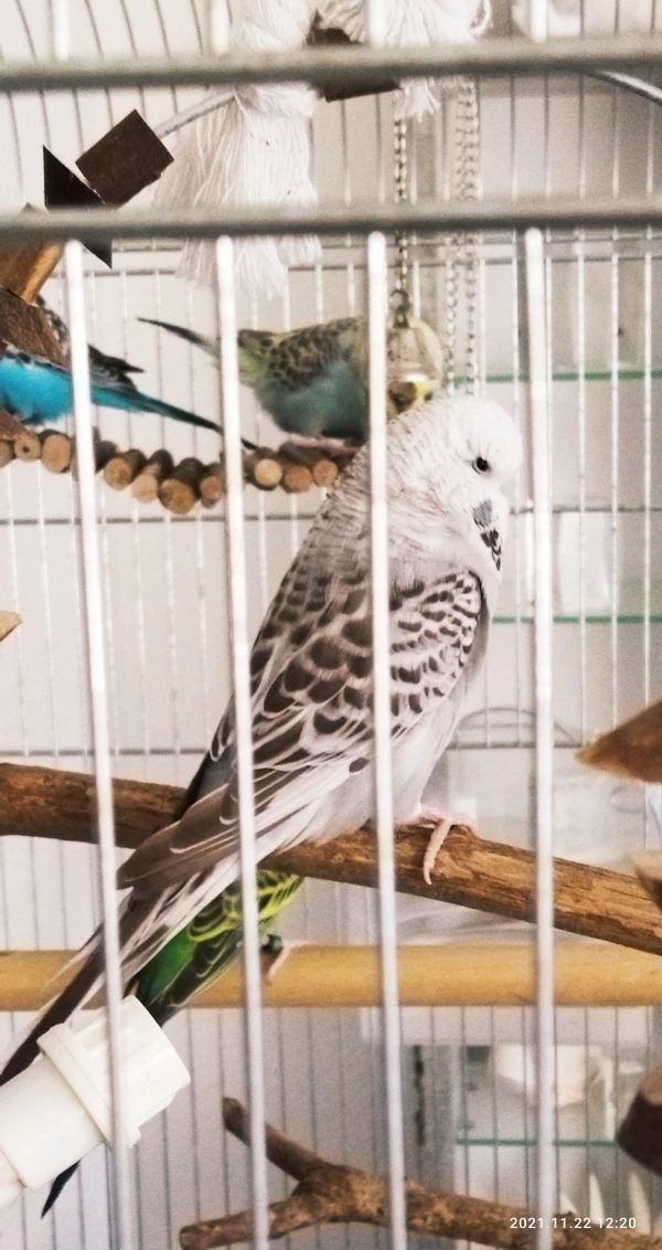 Wellensittich-Bild: Ist Recht überheblich und eine kleine Zicke, ein Vogel mit absoluten Selbstbewusstsein. Ist halt eine Diva
