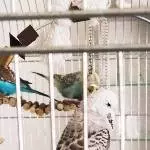 Diva und das ist sie