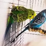 Bibo und Kuckie 