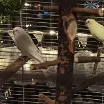 Schnüffi und Flöckchen