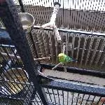 Mozzi und unten im Käfig