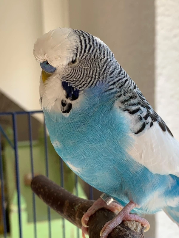 Wellensittich-Bild: Heute verstarb unser Hansibubi mit 18 Jahren, wir sind untröstlich. Ein Familienmitglied ist gegangen! 
