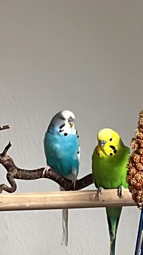 Wellensittich-Bild: Links unser Opa mit 18 Jahren mit seinem dritten Partner Olaf! Gestern verstarb unser geliebter Bubi. Wir suchen einen Partner für Olaf .