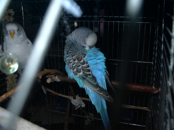 Peter