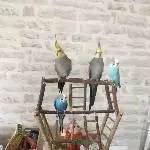 Flock of Birds