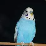 Fritzi II