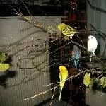 Flock of Wellis