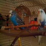 Peterchen und Jimmy