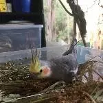 Tux im Traum