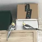 Flux Versteck