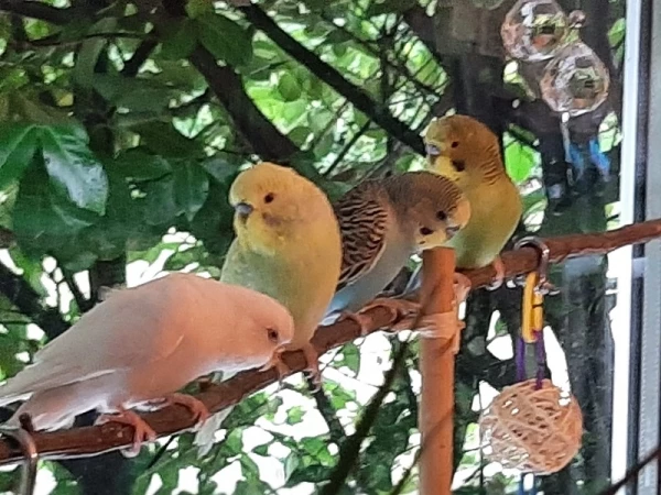 Wellensittich-Bild: Alle 4 Wellis zusammen auf dem Fensterspielplatz.