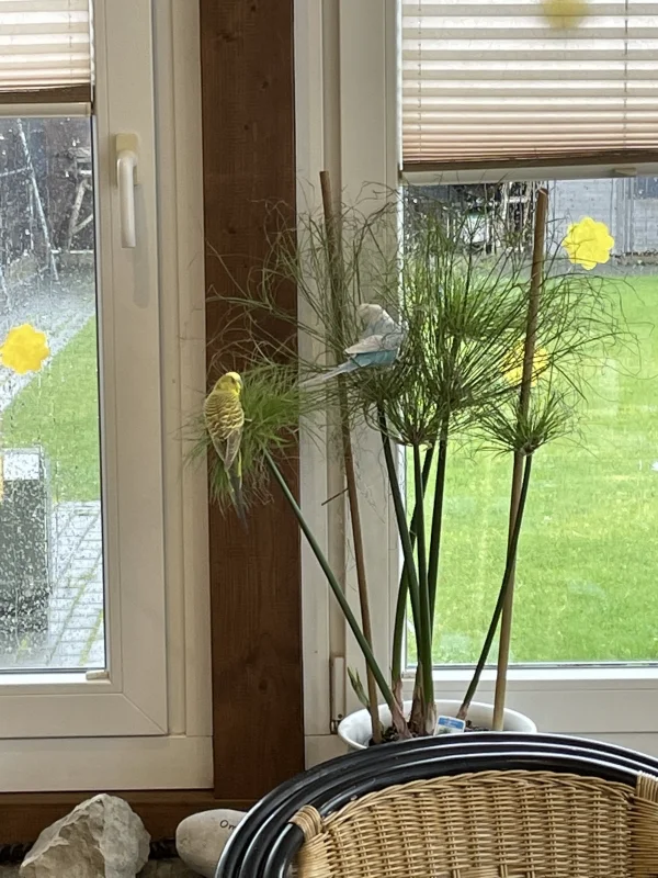 Wellensittich-Bild: Als Sitzplatz leider etwas kippelig.