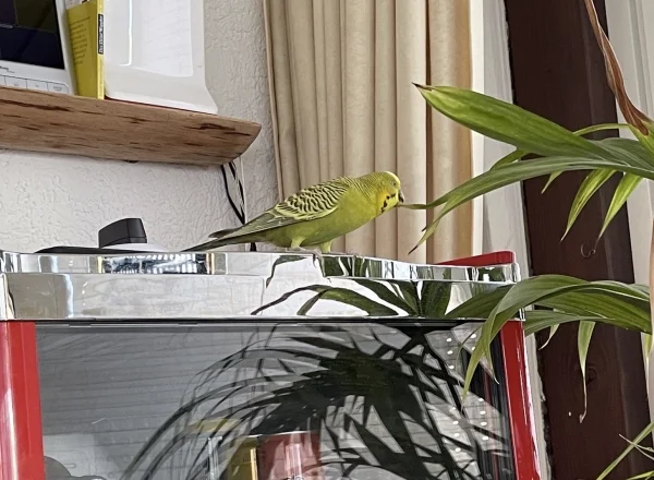 Wellensittich-Bild: Wenn man schon nicht drauf sitzen kann.