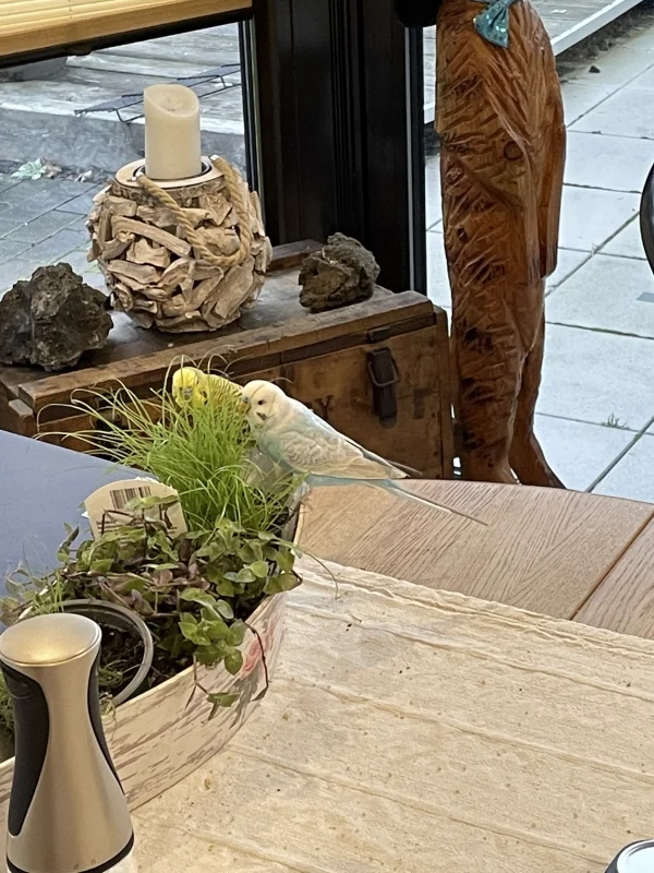 Wellensittich-Bild: Schon nicht schlecht mit der Vollpension hier!