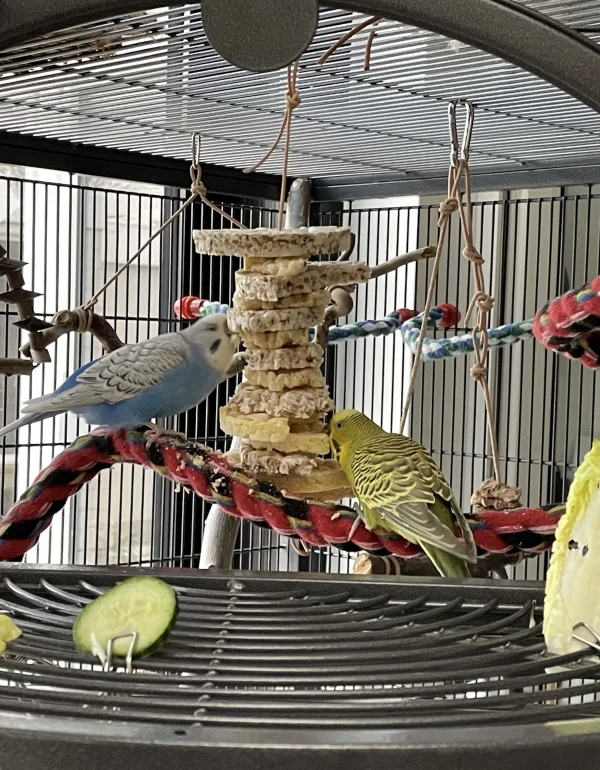 Wellensittich-Bild: Heute beteiligt sich auch mal einer der Jungs.
