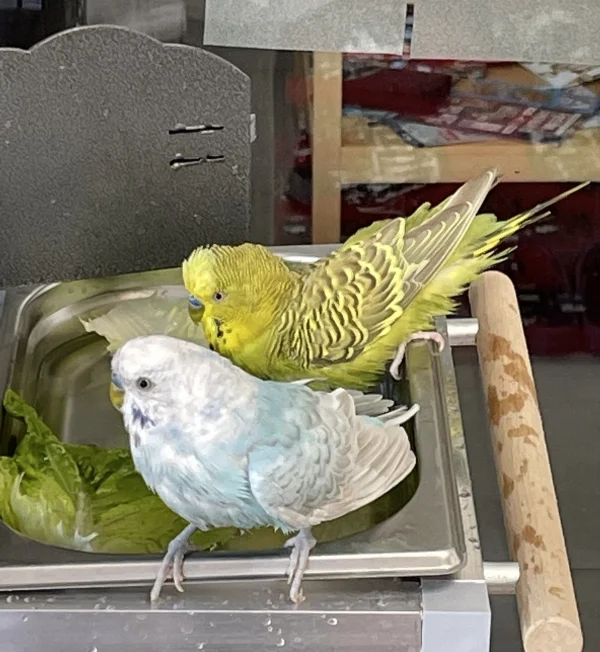 Wellensittich-Bild: Platz ist in der kleinsten Pfütze