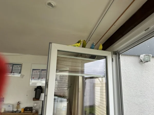 Wellensittich-Bild: Endlich ist es kühler und man kann wieder auf dem geöffneten Fenster sitzen.