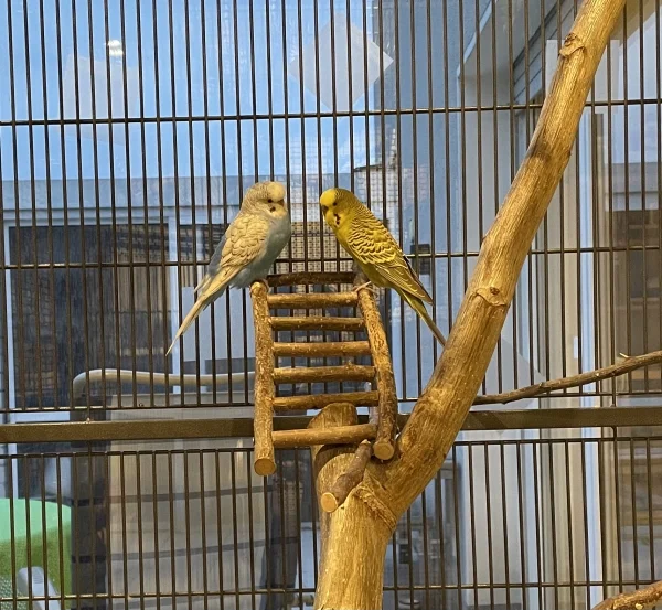 Wellensittich-Bild: Siegfried und Paulinchen