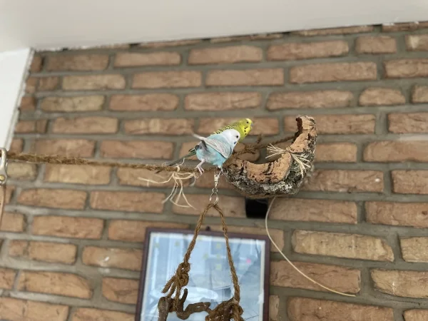 Wellensittich-Bild: Dank Teamwork.