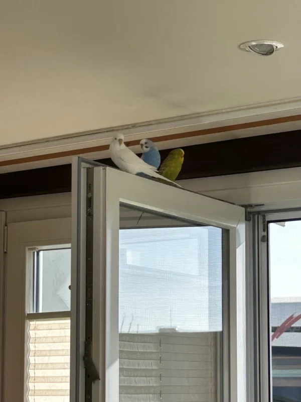 Wellensittich-Bild: Endlich macht mal wieder einer das Fenster hier weit auf.