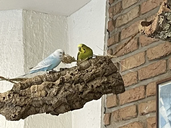 Wellensittich-Bild: Auf Kork sitzt es sich schön. 