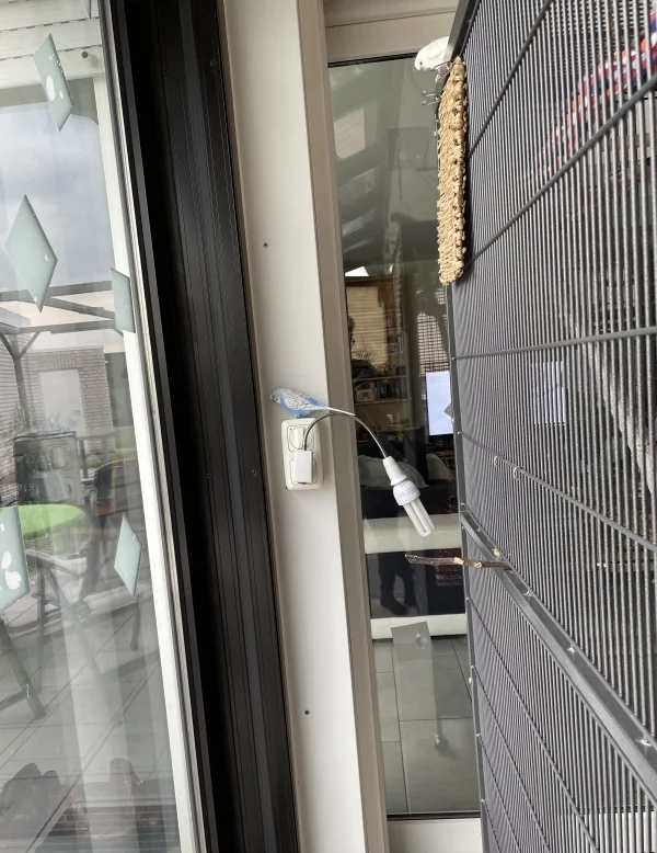 Wellensittich-Bild: Dass das keiner vernünftig beschriftet…