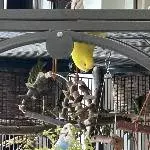 Vogelmiere