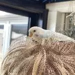 Fast wie ein Nest