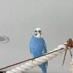 Neues Passfoto Paulinchen