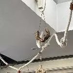Fledermaus