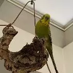 Siggis neues Profilbild
