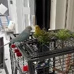 Temporärer Dachgarten