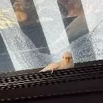 Hedwig auf Beobachtungsposten