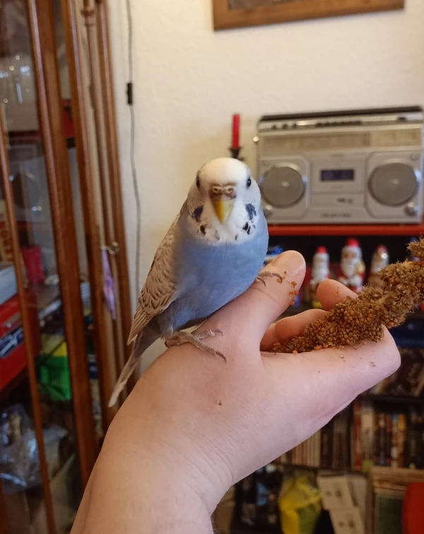 Wellensittich-Bild: Auf der Hand