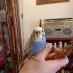 Vogel Olga