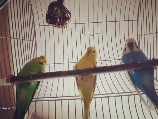 Wellensittich-Bild: Habe damals auf die Vögel meiner Cousine aufgepasst und dieses lustige Bild ist mit ihnen und meinen Civi rausgekommen :)