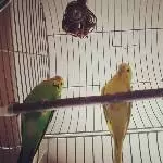 Civi und die Mädels