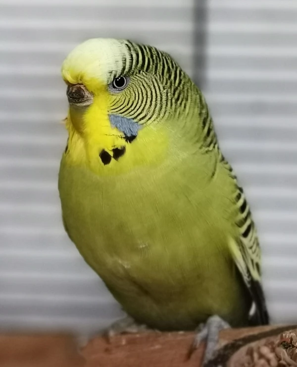Wellensittich-Bild: Nelly ist scheu vor der Kamera, doch das ändert nichts an ihrer süßen, liebevollen Art und ihrer Schönheit. :) 