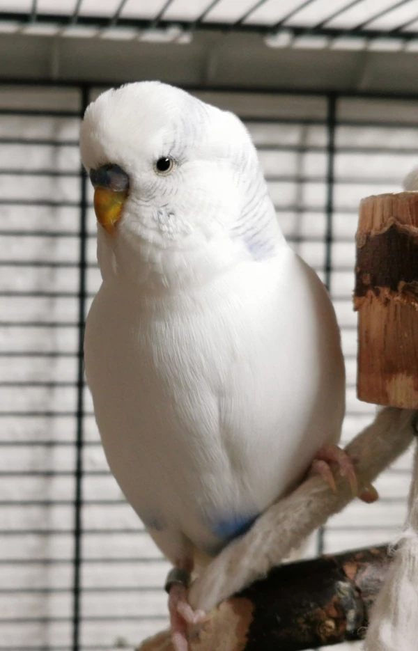 Wellensittich-Bild: Der 1. weiße Welli in meinem Welli-Leben, der seinem Spitznamen seinem schönen, weißen Gefieder zu verdanken hat.
Er fliegt flink und reagiert beim Flug immer äußerst schnell.
Das Bild wurde kurz nach Ende seiner kurzen 1. Mauser im Jahre 2022 aufgenommen. 
